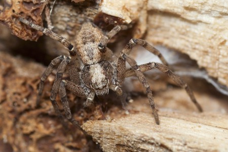 Philodromus cespitum